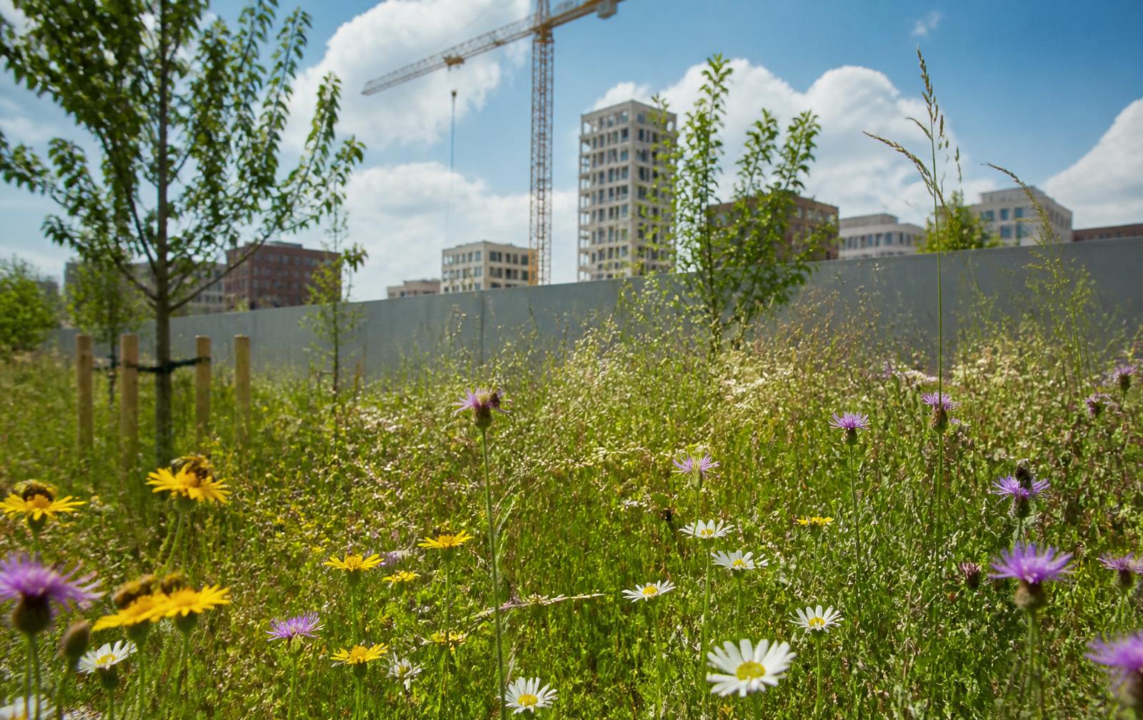 Urban wildflower meadow beside a London construction hoarding with a residential block in the background